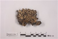 藏品(石紋梅衣)的圖片